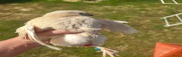 Quail poultry for sale: Rare Genetics! 3 Pansy Fee Quail Roosters – Wirral in Birkenhead - Advert 2