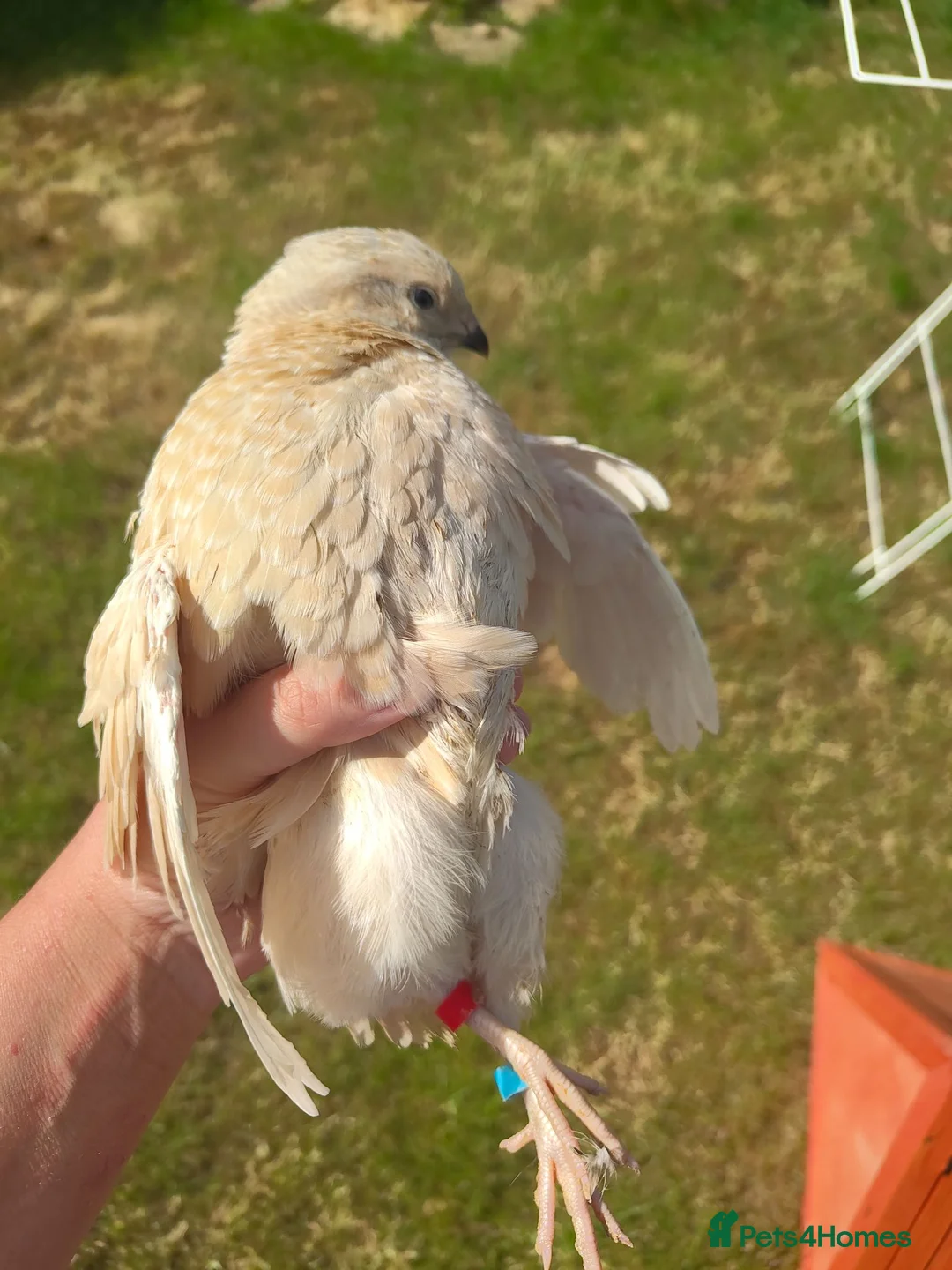 Quail poultry for sale: Rare Genetics! 3 Pansy Fee Quail Roosters – Wirral in Birkenhead - Advert 2