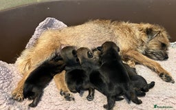 Border Terrier dogs for sale: Border terrier pups - Image 5