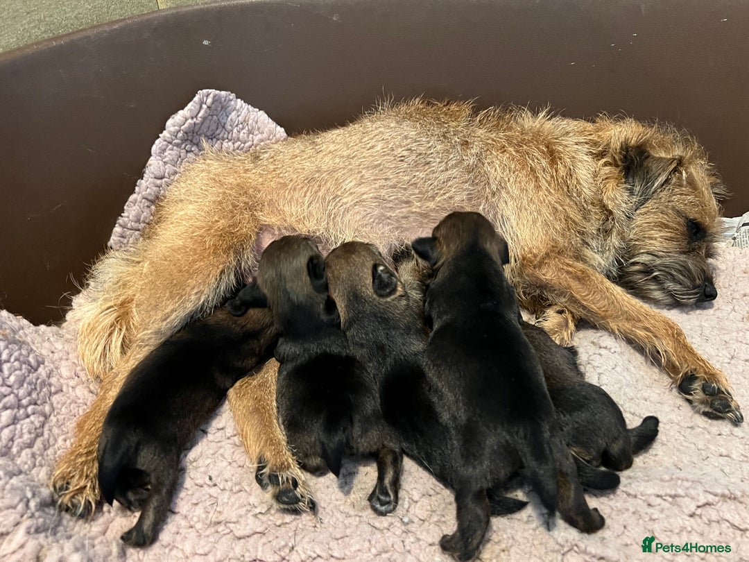 Border Terrier dogs for sale: Border terrier pups - Image 5