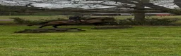 Irish Thoroughbred horses for sale: Super safe teenager dream horse  - Advert 12