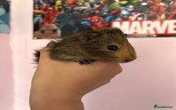 Guinea Pig rodents for sale: baby guinea pigs  - Image 11