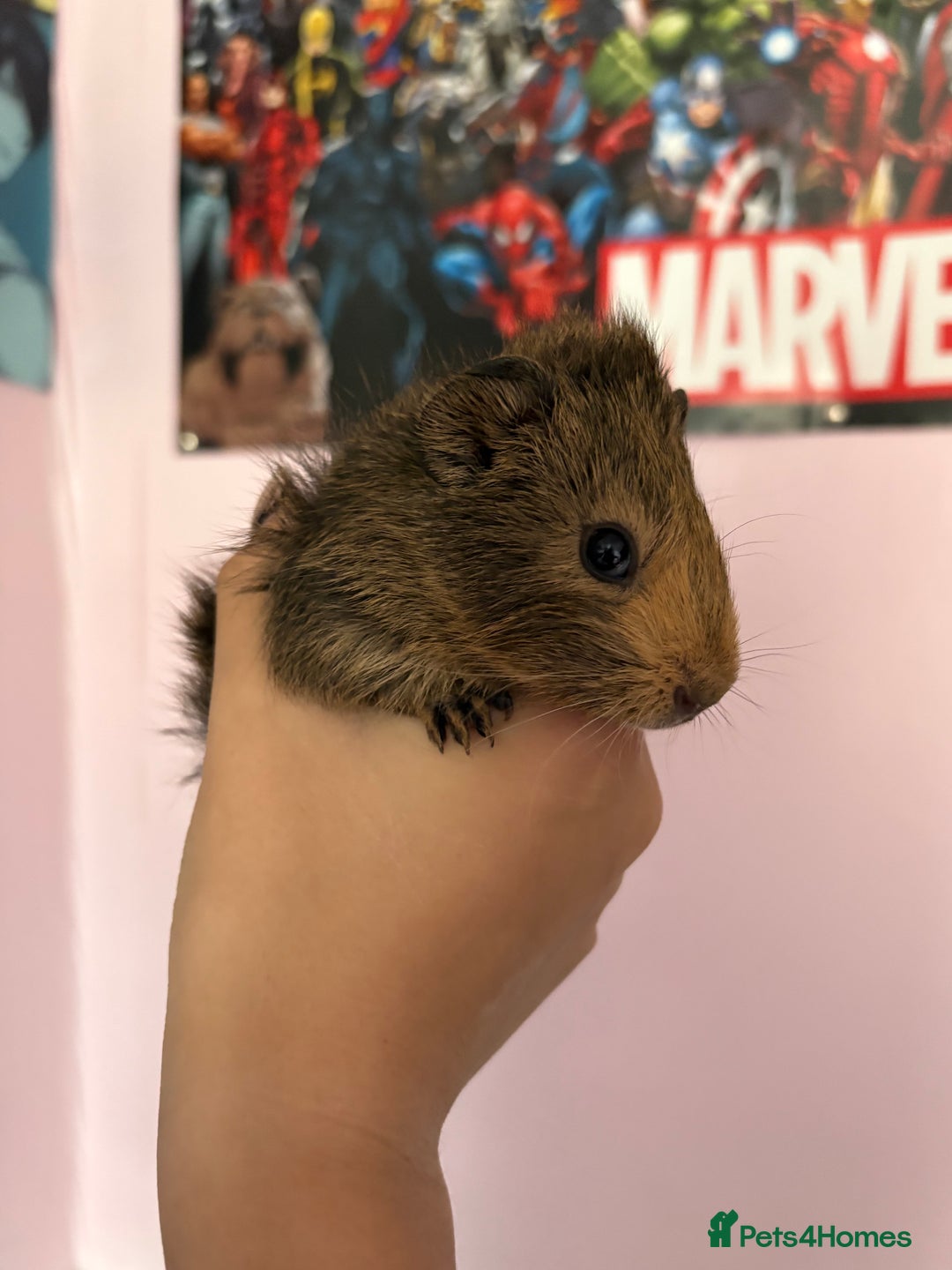 Guinea Pig rodents for sale: baby guinea pigs  - Image 11