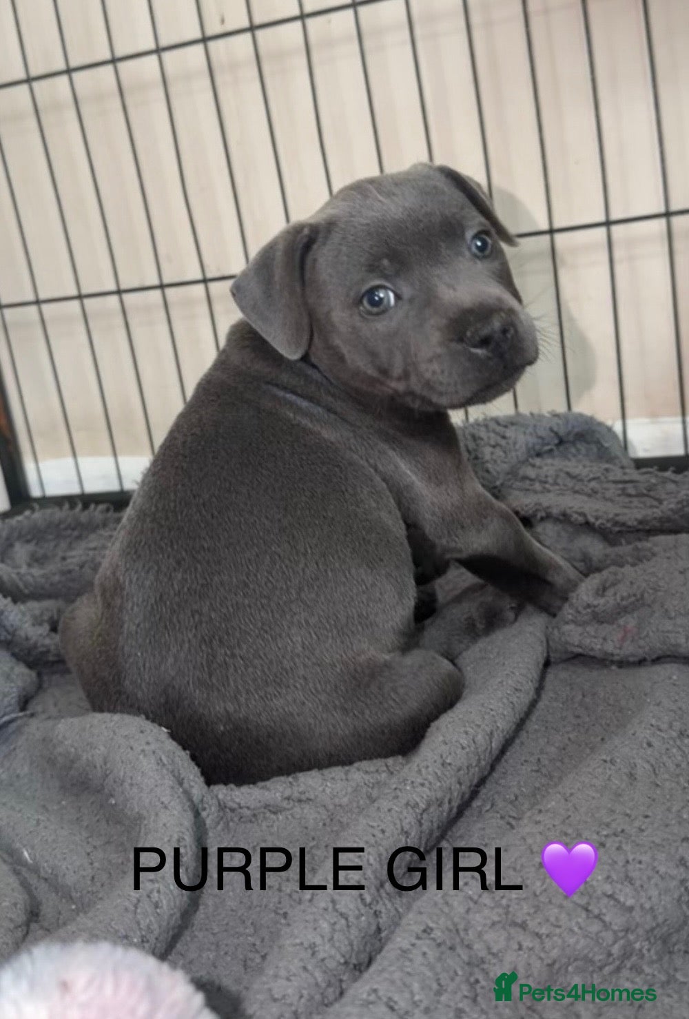 Staffordshire Bull Terrier dogs KC REG BLUE KING FURY PUPS *ONLY 2 AVAILABLE* - Advert 2