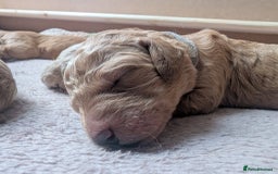 Double Doodle dogs for sale: 10 beautiful double doodles born on 24/08/2025 - Image 8