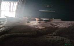 Mixed Breed cats for sale: 2 kittens boy girl must stay together  - Advert 3