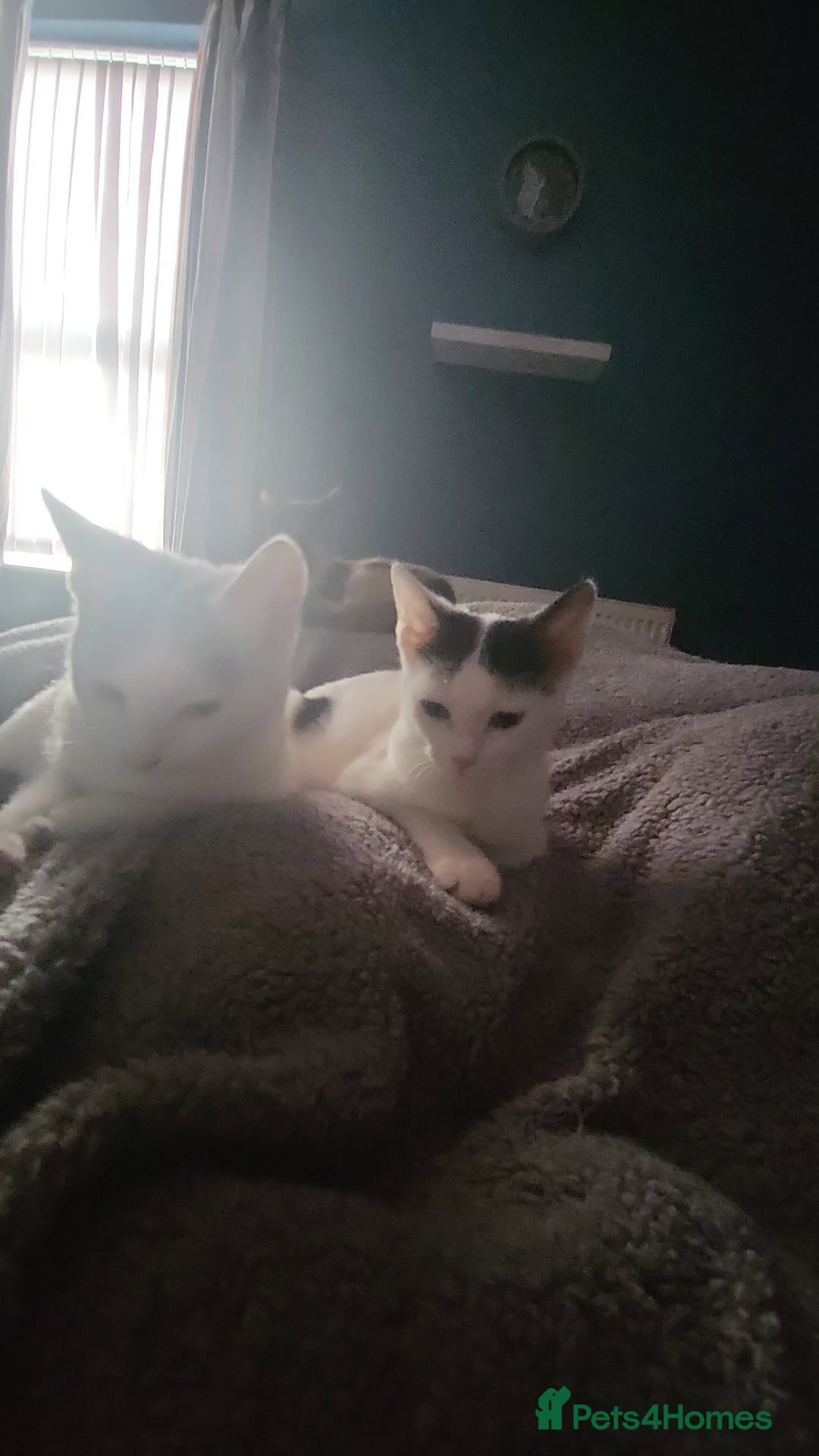 Mixed Breed cats for sale: 2 kittens boy girl must stay together  - Advert 3