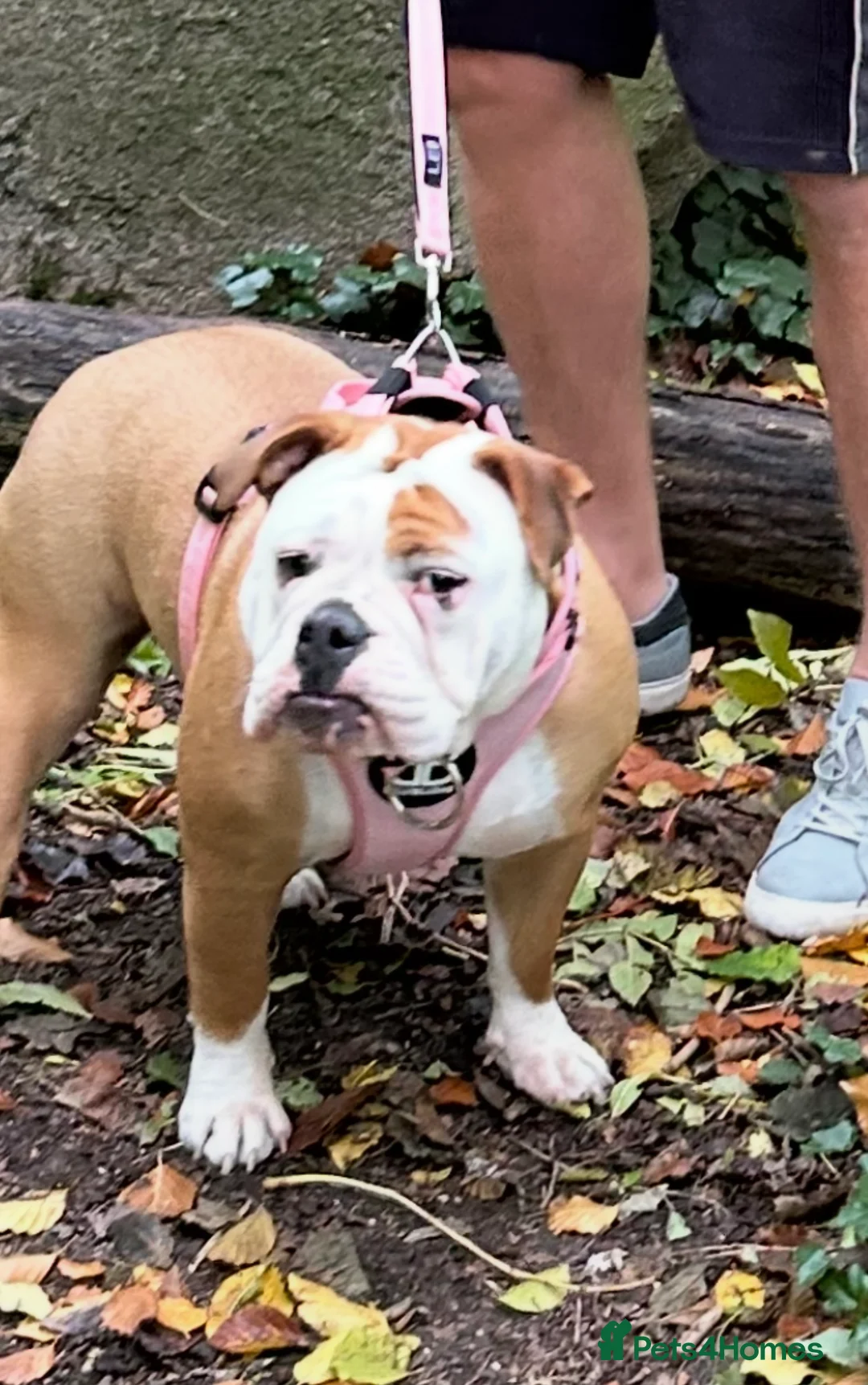 English Bulldog dogs for sale: 1 year Old Loving Bulldog, Seeking Single Pet Home - Advert 2