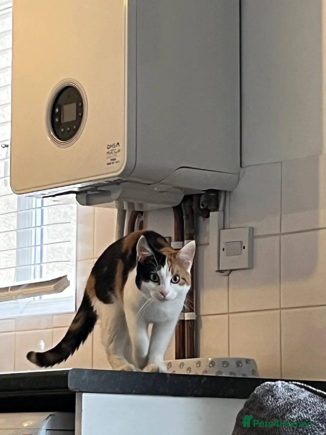 Mixed Breed cats for sale: Female calico 6months - Advert 3