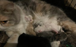 Exotic cats for sale: ❤️Stunning Exotic Shorthair & Longhair Kittens❤️  - Image 31