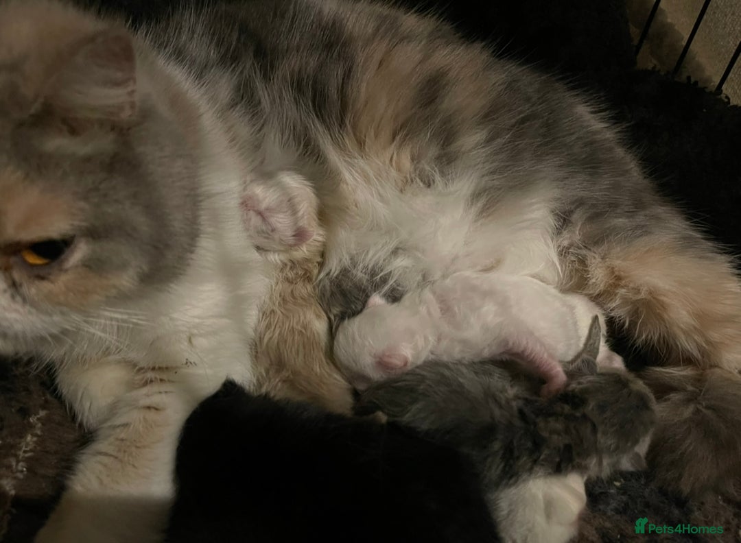 Exotic cats for sale: ❤️Stunning Exotic Shorthair & Longhair Kittens❤️  - Image 31