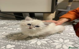 Siberian cats for sale: Tica registered kittens - Image 6