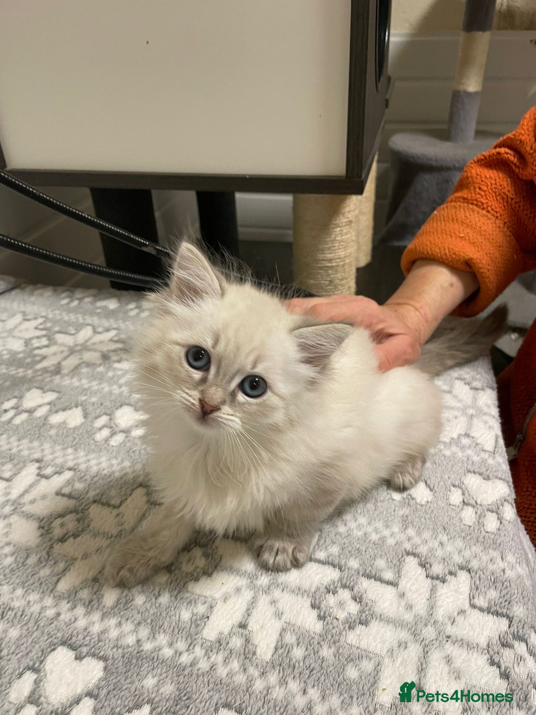 Siberian cats for sale: Tica registered kittens - Image 6