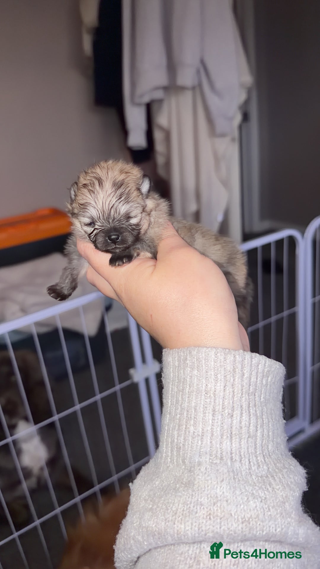 Pomeranian dogs for sale: Kc Pomeranians  - Advert 6