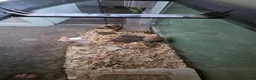 Hamster rodents for sale: Female syrian hamster with huge enclosure  - Advert 4
