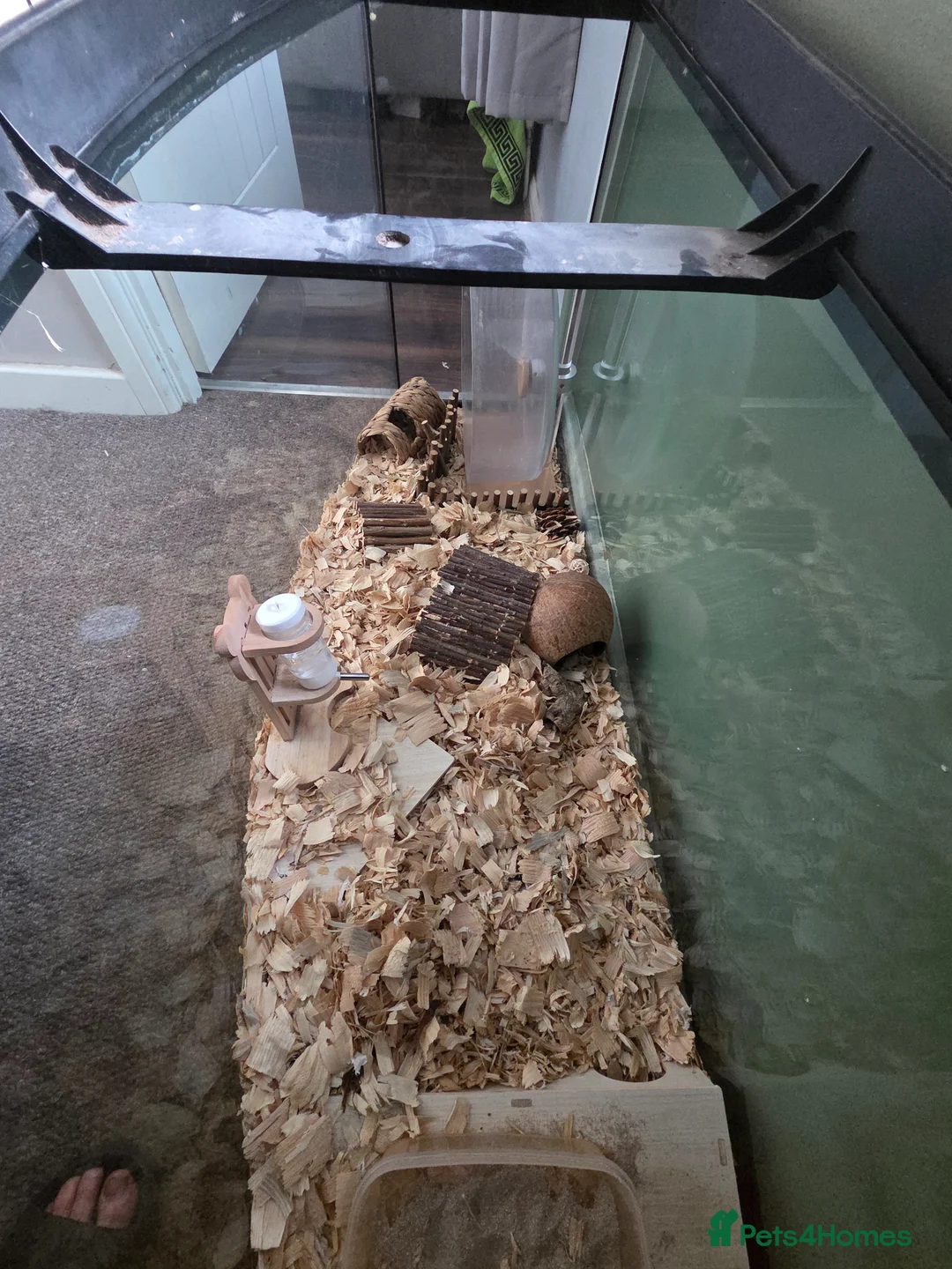 Hamster rodents for sale: Female syrian hamster with huge enclosure  - Advert 4