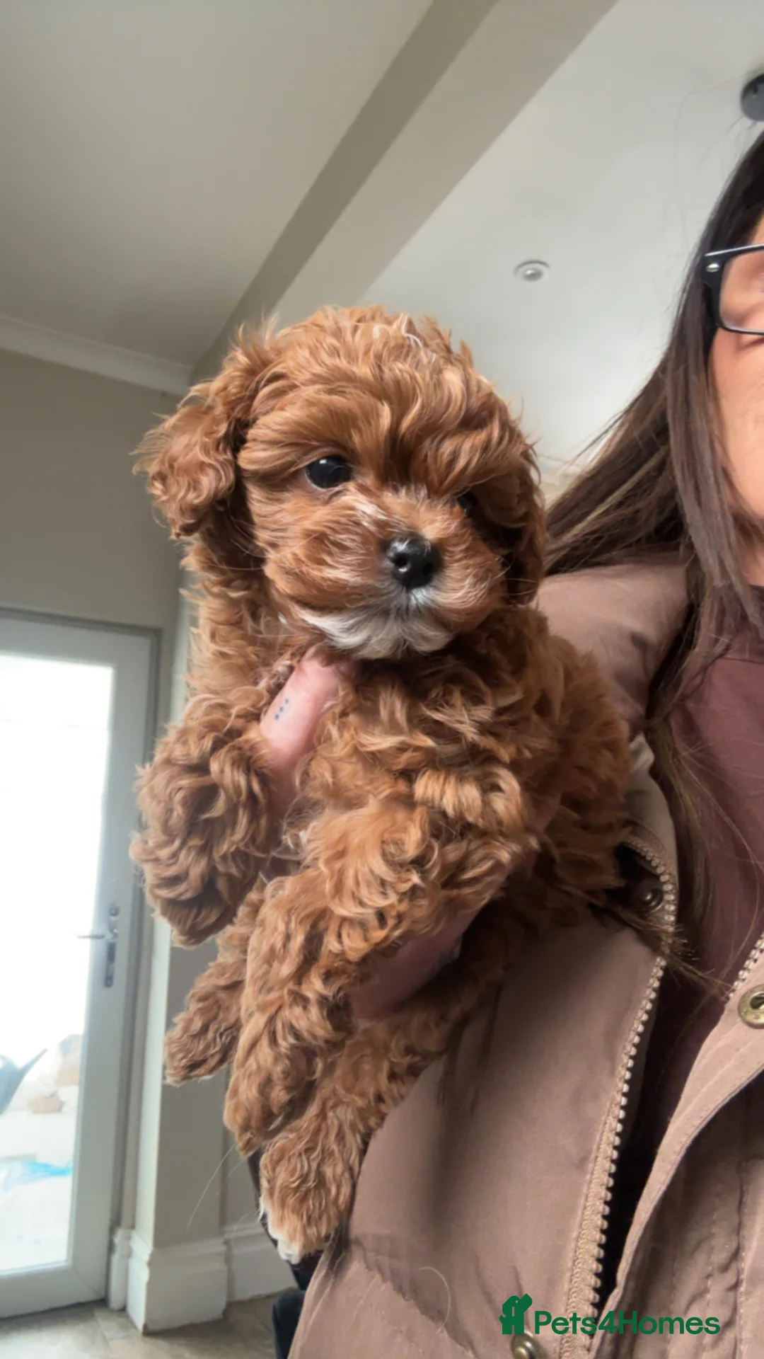 Cavapoo dogs for sale: Stunning Boy F1 Cavapoo Puppy (Licenced Breeder)  - Advert 2