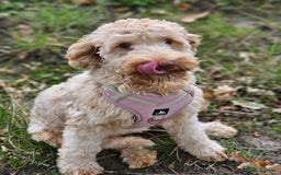 Goldendoodle dogs for sale: Goldendoodle  - Image 9
