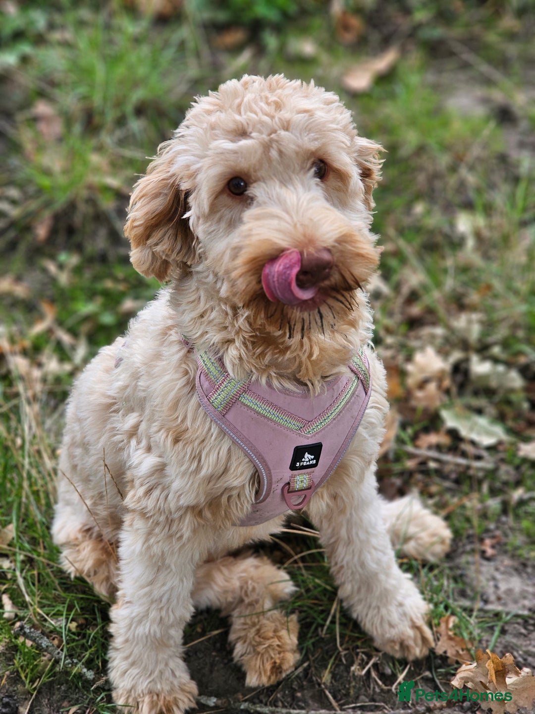 Goldendoodle dogs for sale: Goldendoodle  - Image 9
