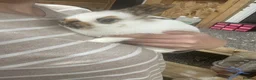Giant Papillon rabbits for sale: Miniature pappillion babies vaccinated show lines  - Advert 4
