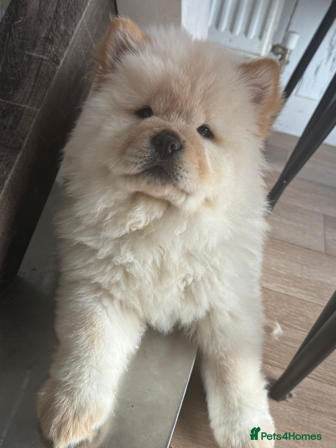 Chow Chow dogs for sale: Miss chow chow mummy  - Advert 14