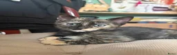 Mixed Breed cats for sale: Adorable kittens ready for loving homes - Advert 15