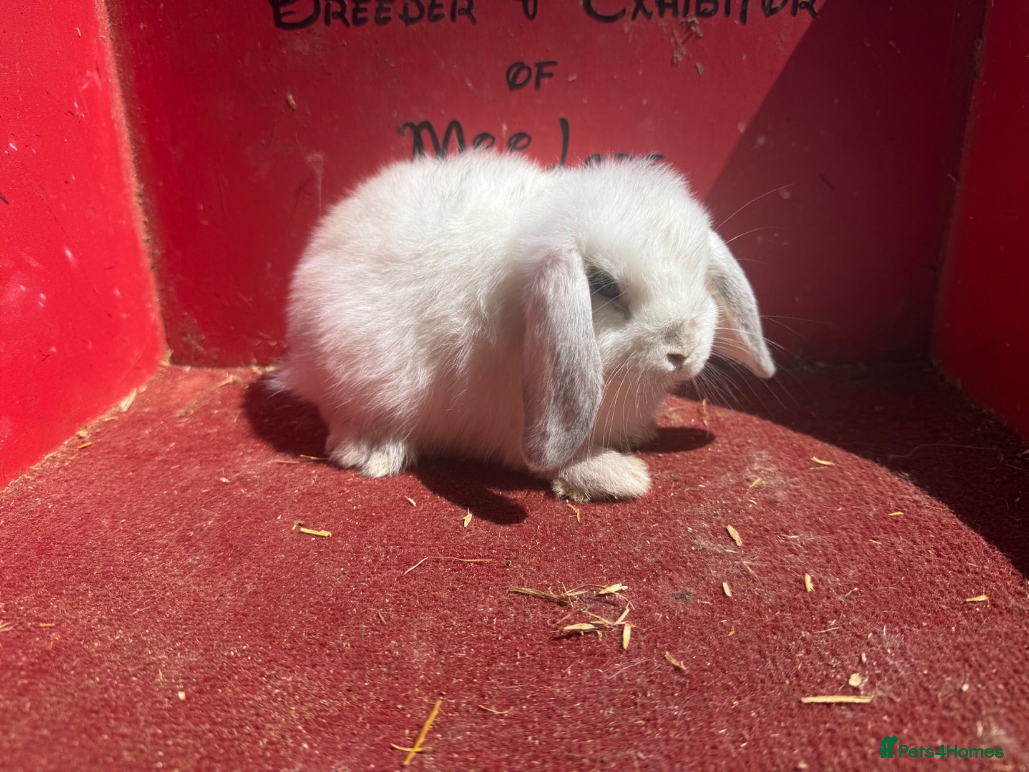 Mini Lop rabbits Mini lop babies ready for new homes now  - Advert 2