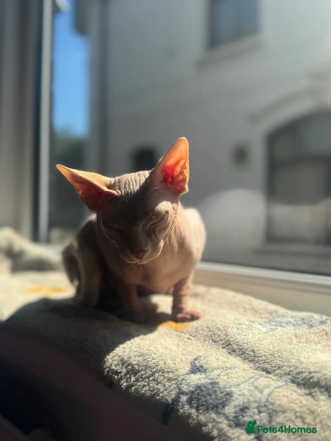 Sphynx cats for sale: Blue eyed Sphynx  - Advert 4