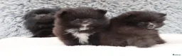 Pomeranian dogs for sale: Beautiful male and female Pomeranian for sale  - Advert 5