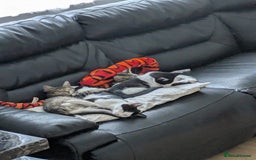 Domestic Shorthair cats for sale: Kind Homes Only – 4 Beautiful Healthy Kittens in Edgware - Image 17