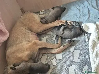 Belgian Shepherd Dog dogs Ready for their forever homes🏡 - Advert 2