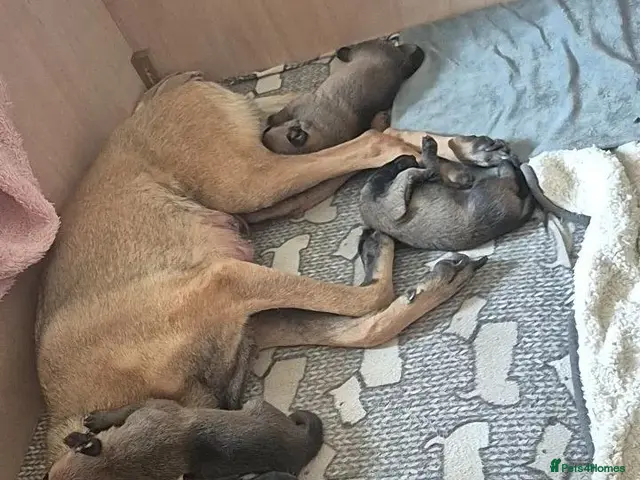 Belgian Shepherd Dog dogs Ready for their forever homes🏡 - Advert 2