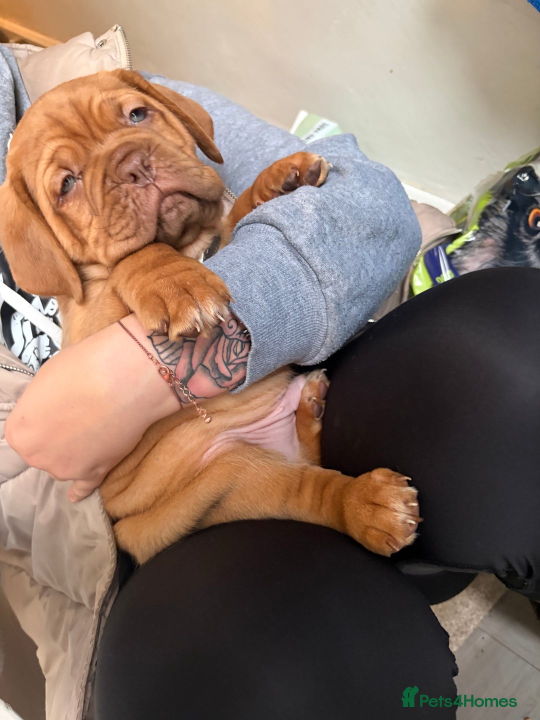 Dogue De Bordeaux dogs for sale: 2 BITCHES!LEFTFULL PEDIGREE 🦁 dogue de Bordeaux  - Advert 22