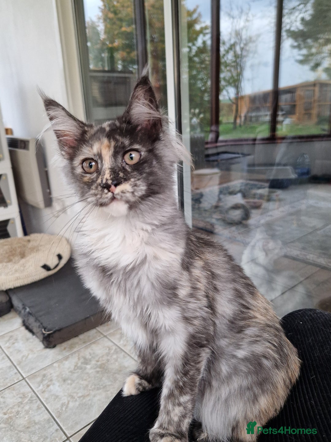 Maine Coon cats for sale: Gorgeous maine coon babies - Advert 24