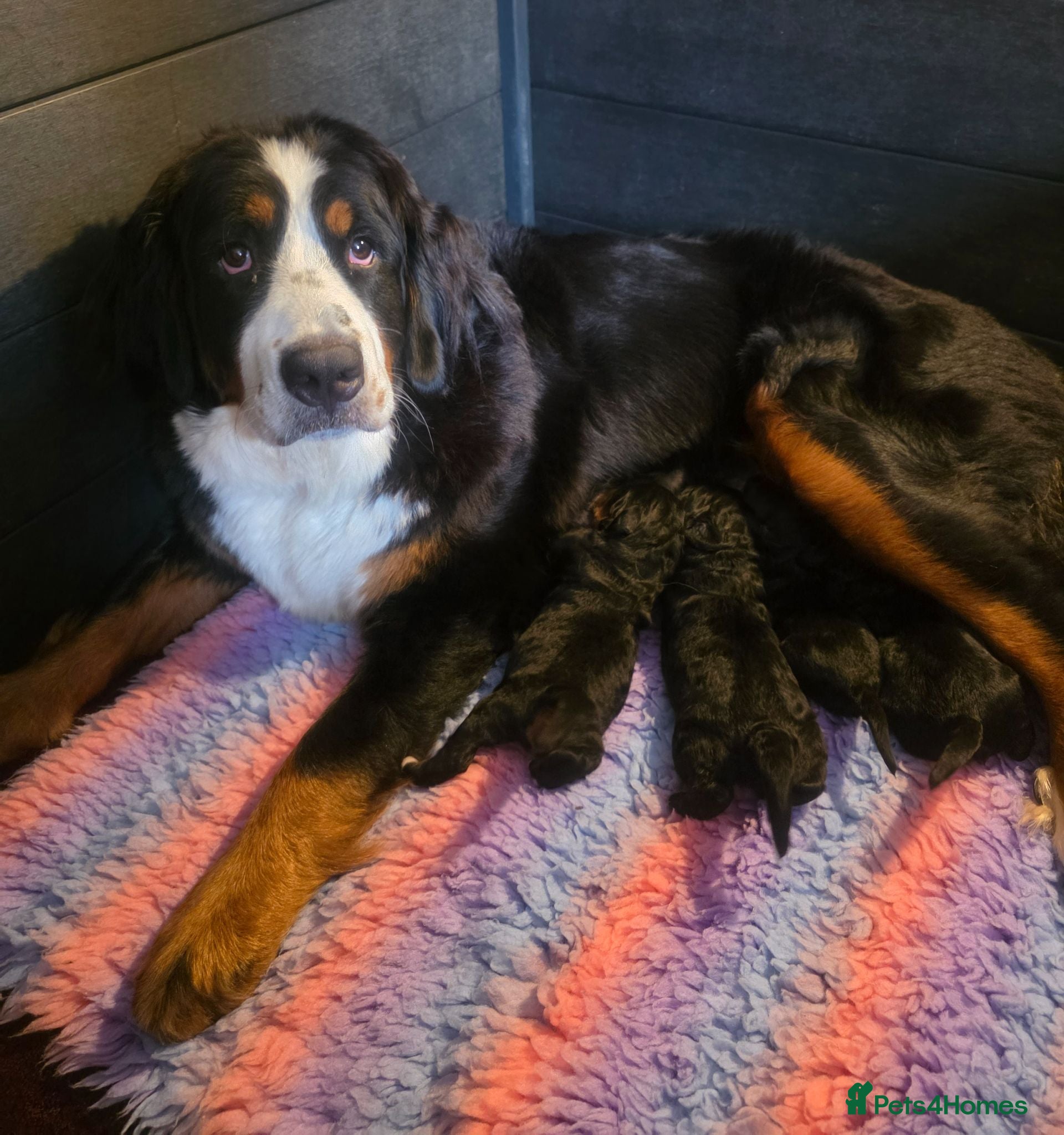 Bernedoodle dogs Top Quality BERNEDOODLE Puppies  - Advert 6