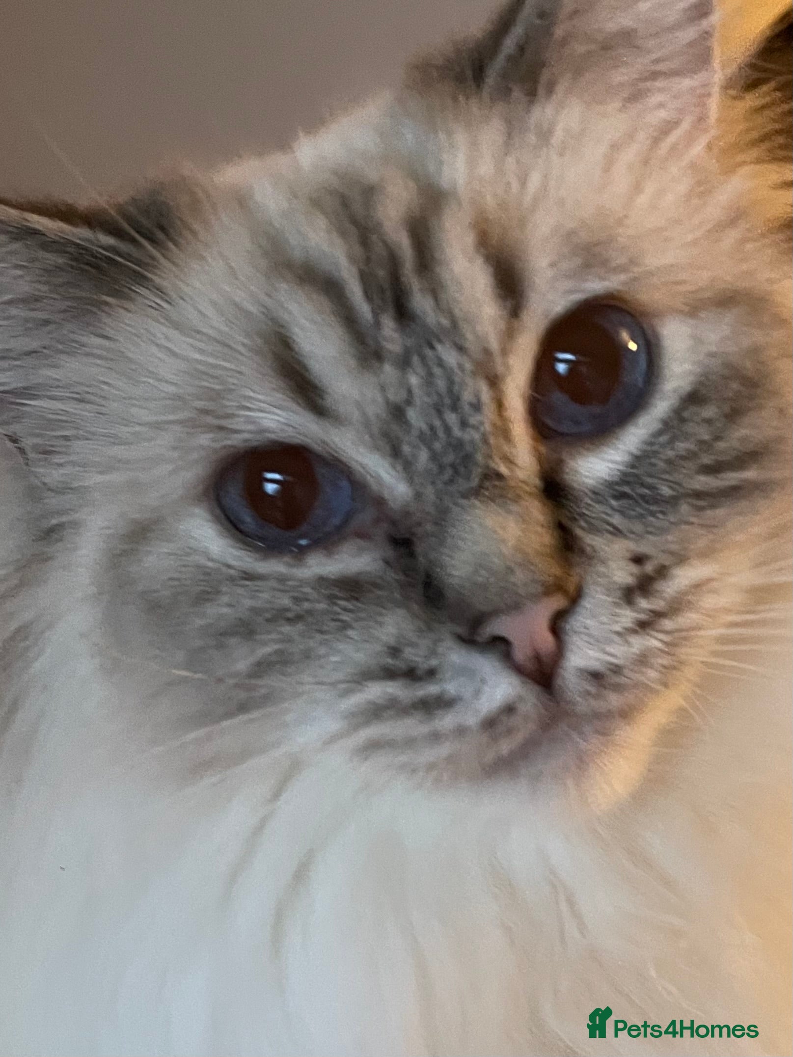 Ragdoll cats  Retiring now  - Advert 3