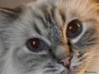 Ragdoll cats Retiring now - Advert 3