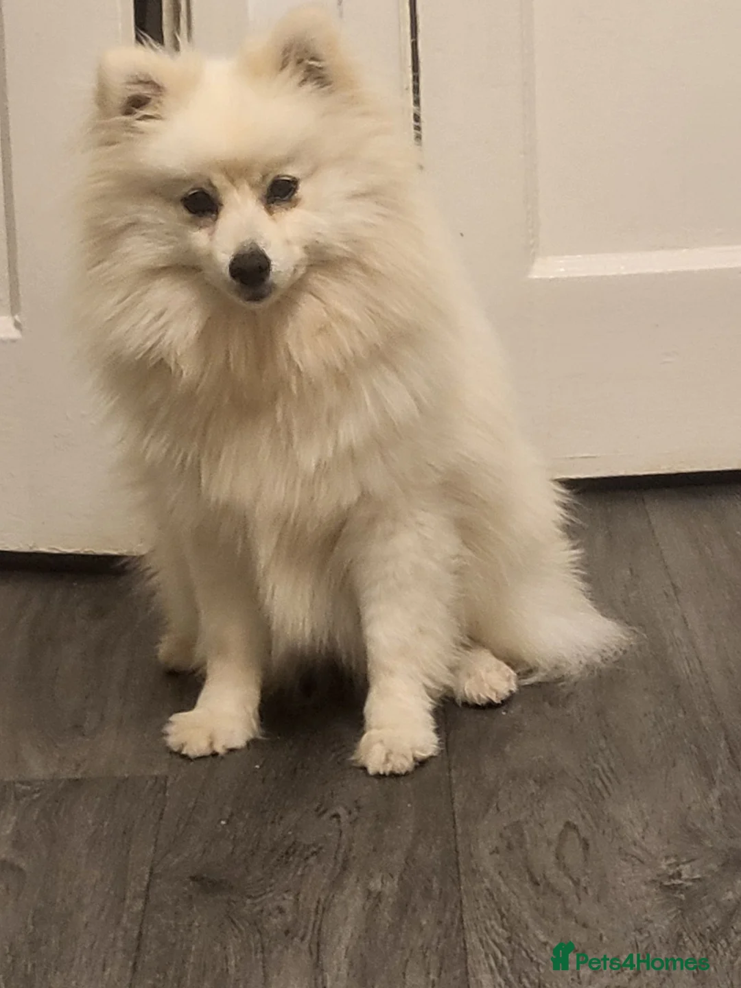 Pomeranian dogs for sale: Pomeranian  in Wolverhampton - Advert 9