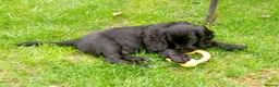 Cocker Spaniel dogs for sale: Stunning Cocker spaniel boy  - Advert 6
