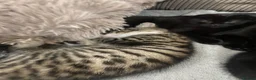 Mixed Breed cats for sale: Mixed breed bengal kitten for sale  - Advert 6