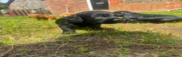 Cocker Spaniel dogs for sale: Cocker spaniels  - Advert 4
