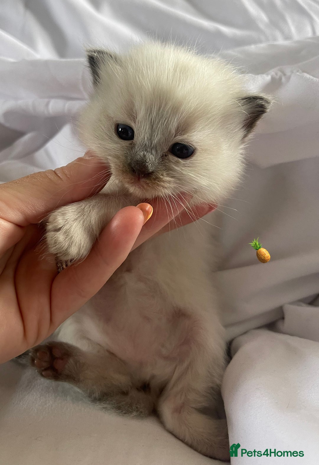 Ragdoll cats for sale: ✨Ragdoll Kittens Available – European Lines ✨ - Image 21