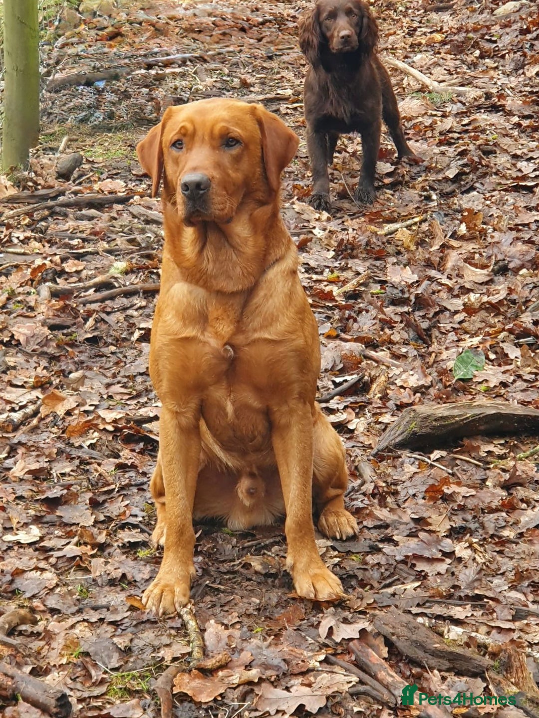 Labrador Retriever dogs for stud: For Stud KC fully health tested Red Labrador - Advert 1
