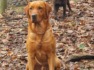 Labrador Retriever dogs For Stud KC fully health tested Red Labrador - Advert 22