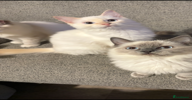 Ragdoll cats - Advert 5