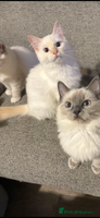 Ragdoll cats - Advert 5