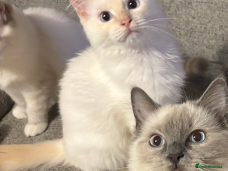 Ragdoll cats - Advert 1