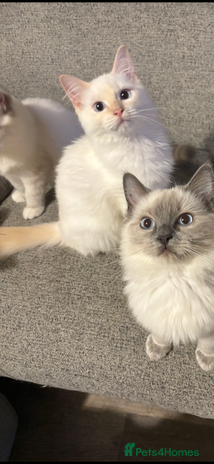 Ragdoll cats - Advert 7