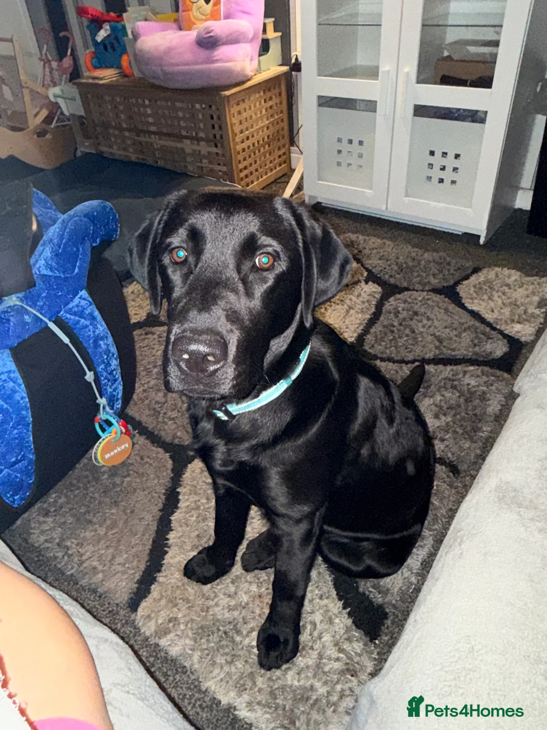 Labrador Retriever dogs for sale: Labrador boy  - Advert 3