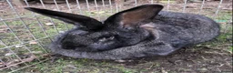 Continental Giant rabbits for sale: Continental Giant Buck Vaccinated Agouti Rabbit  in Sheffield - Advert 3